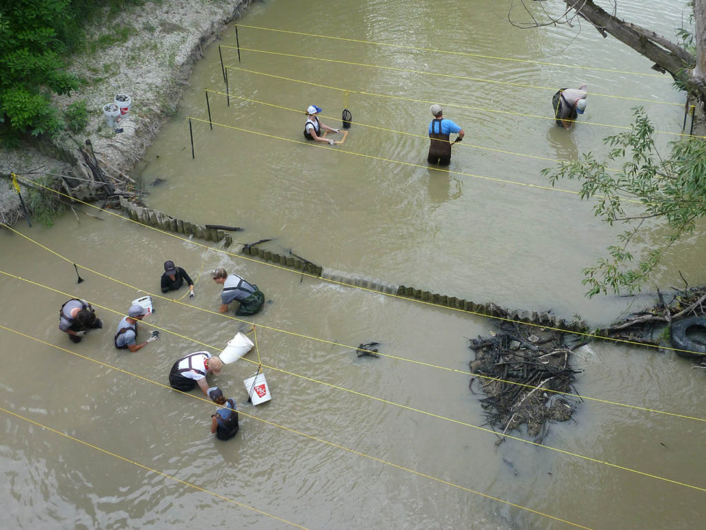 Picture of biologists racconning in the mussel exclusion area upstream and downstream from the steel barrier